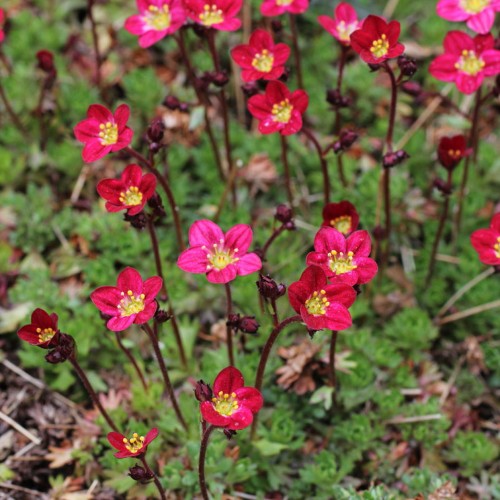 Saxifraga x arendsii - Arendsi kivirik mix P11/0,75L